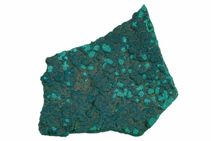 Teal Botryoidal Chrysocolla and Malachite - Chile #310152